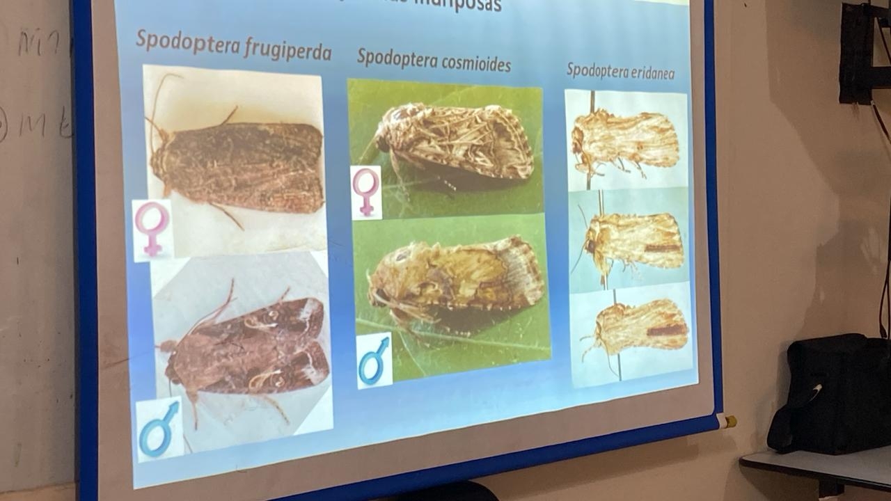 Acopar 6