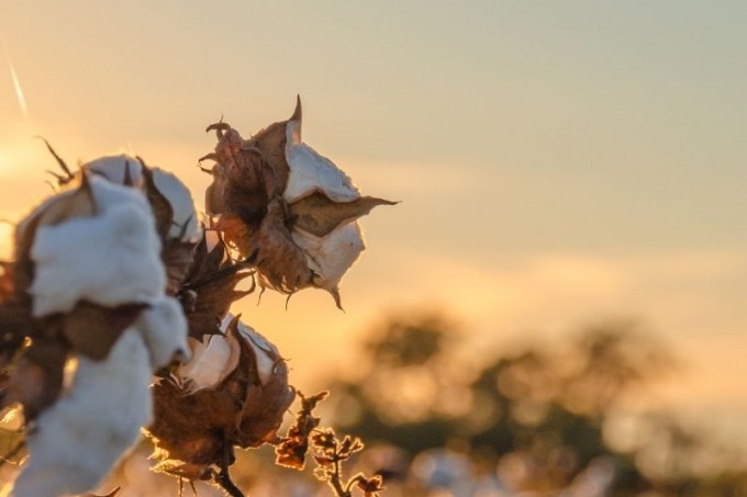 Algodão apresenta boa rentabilidade econômica e traz benefícios agronômicos na rotação de culturas no Paraná