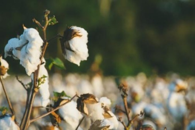 Produção de algodão no Brasil deve crescer 16,5% em 21/22 com área maior, diz Abrapa