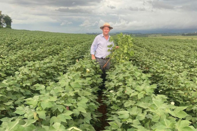 Produtores se unem para retomar plantio de algodão no Paraná e diversificar renda