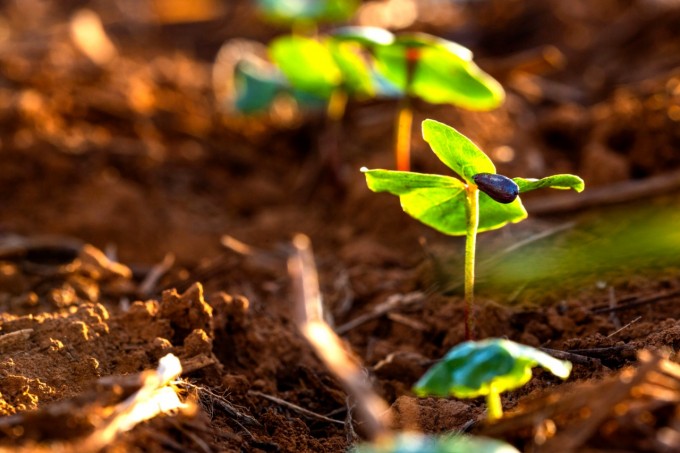 Pesquisadores explicam a relação entre baixa produtividade e impacto ambiental entre algodão transgênico/convencional e o orgânico.