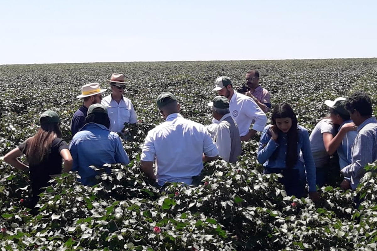 Visita Técnica Cambará