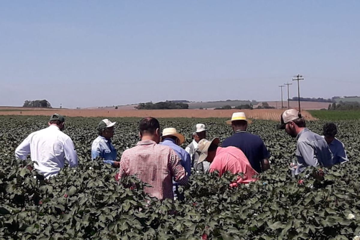 Visita Técnica Cambará