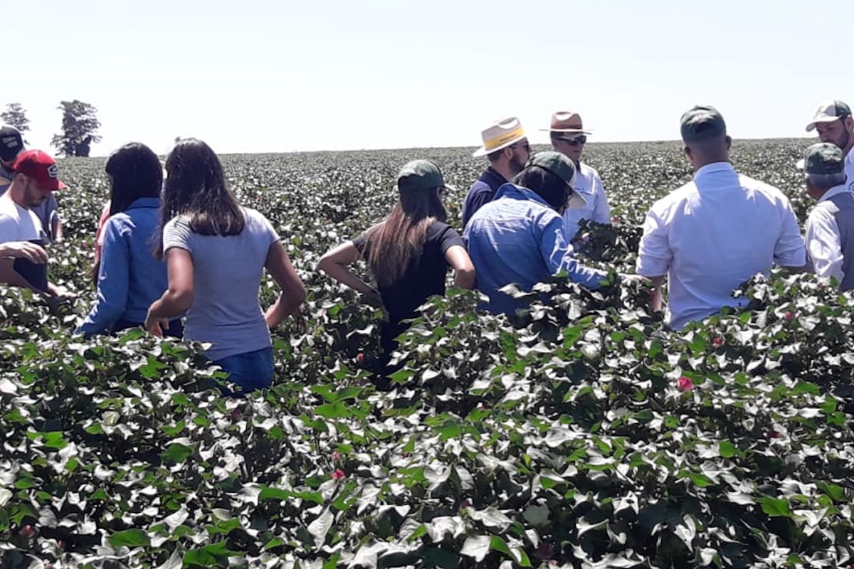 Visita Técnica Cambará