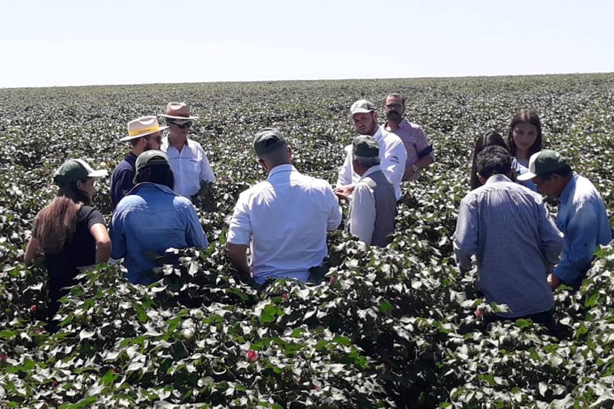 Visita Técnica Cambará