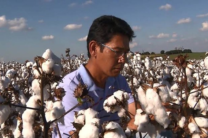 Agricultores paranaenses voltam a investir no plantio de algodão